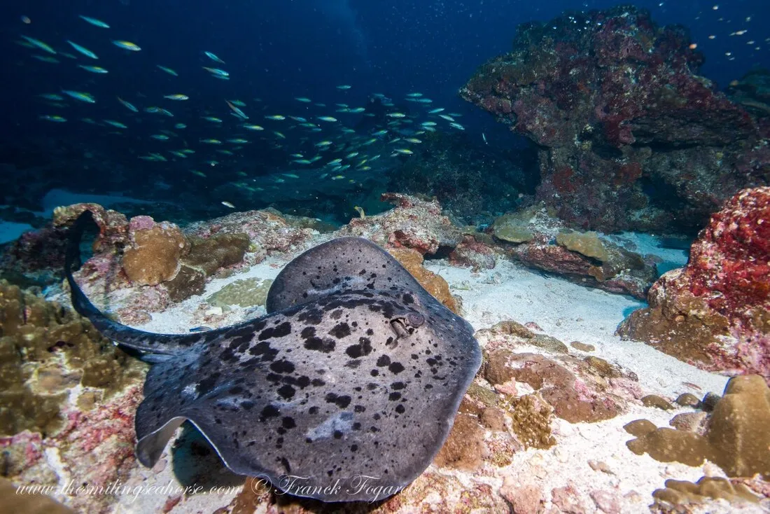 Blackblotched stingray diving in Myanamr