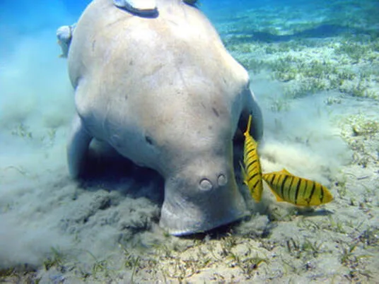 A dugong grassing in Myanmar