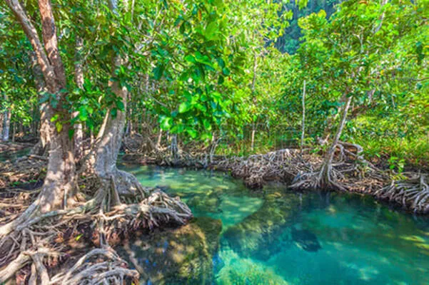 Mangrove forest in Lampi National Park