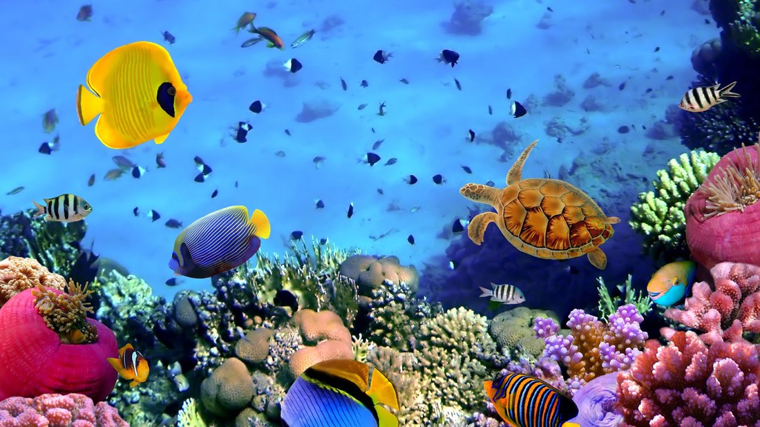 Vibrant and healthy coral reef ecosystem in the Andaman Sea