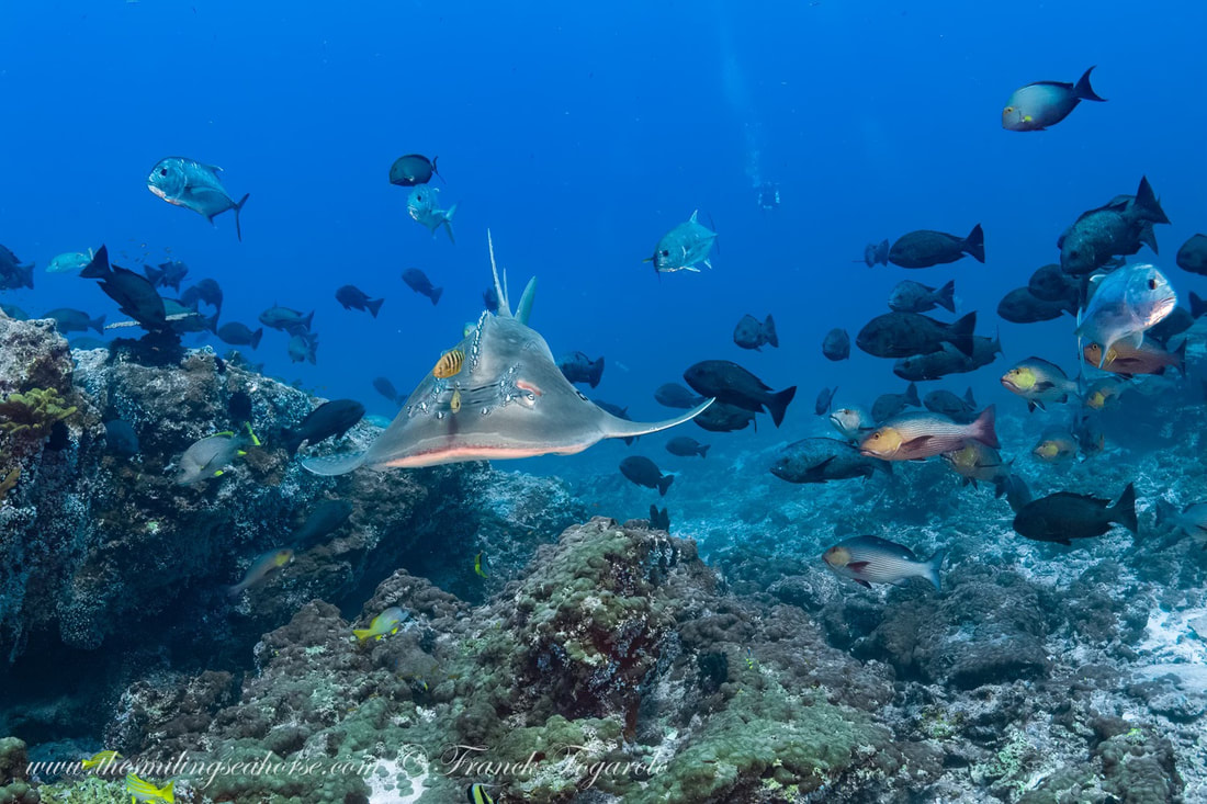 Bowmouth guitarfish cruising in the Burma Banks Myanmar