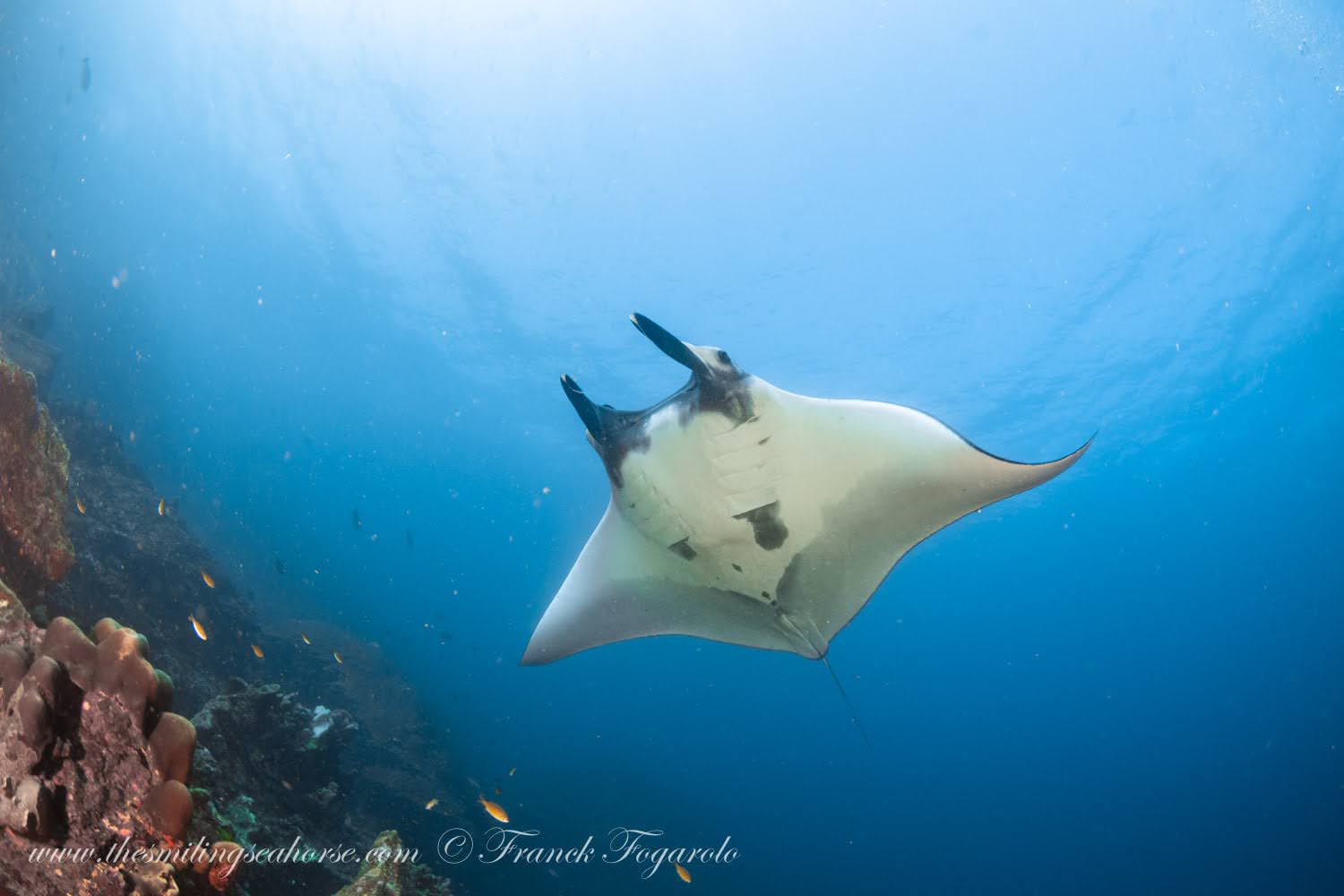 Manta-Ray-sch.jpg