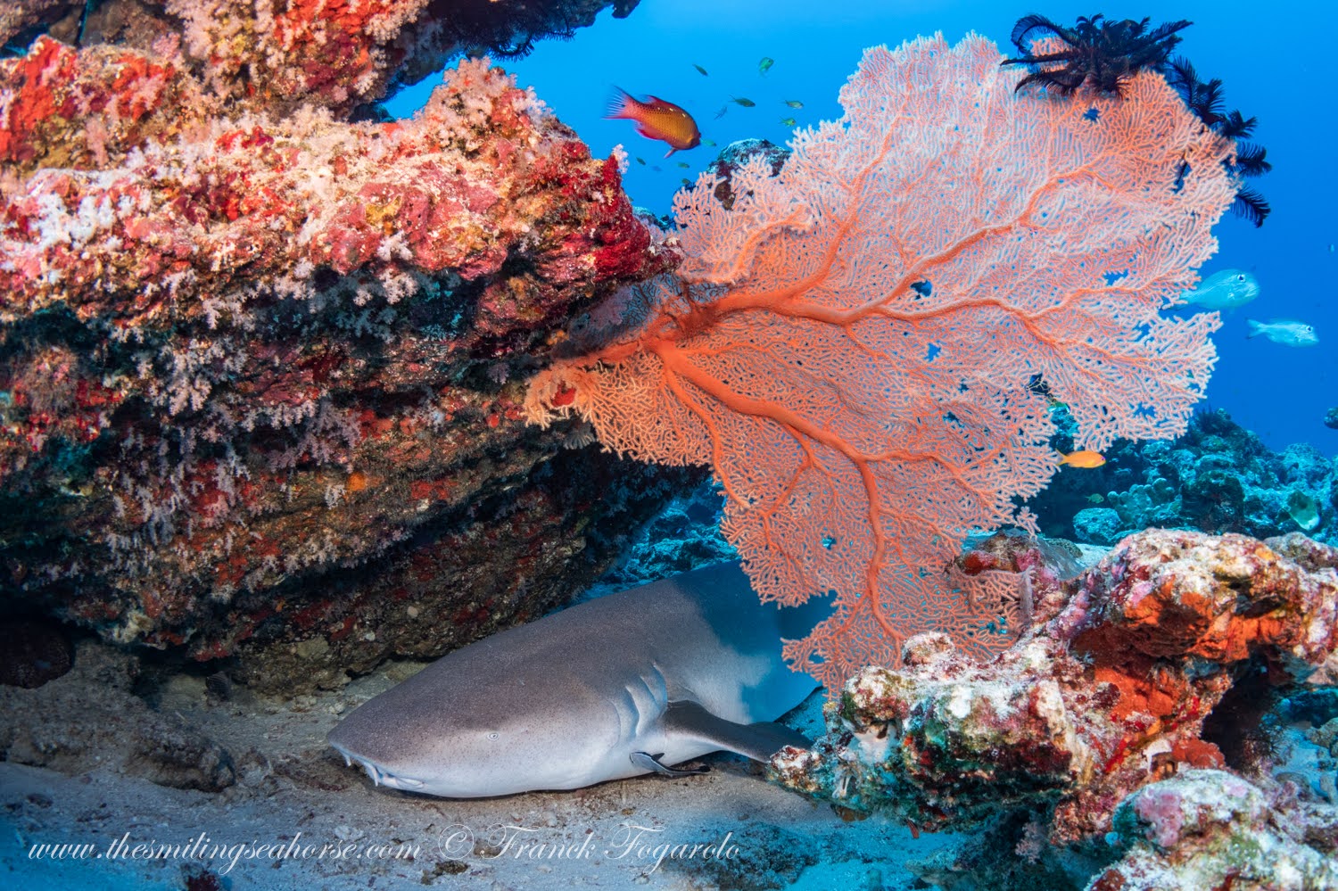 Nurse-Shark-sch.jpg