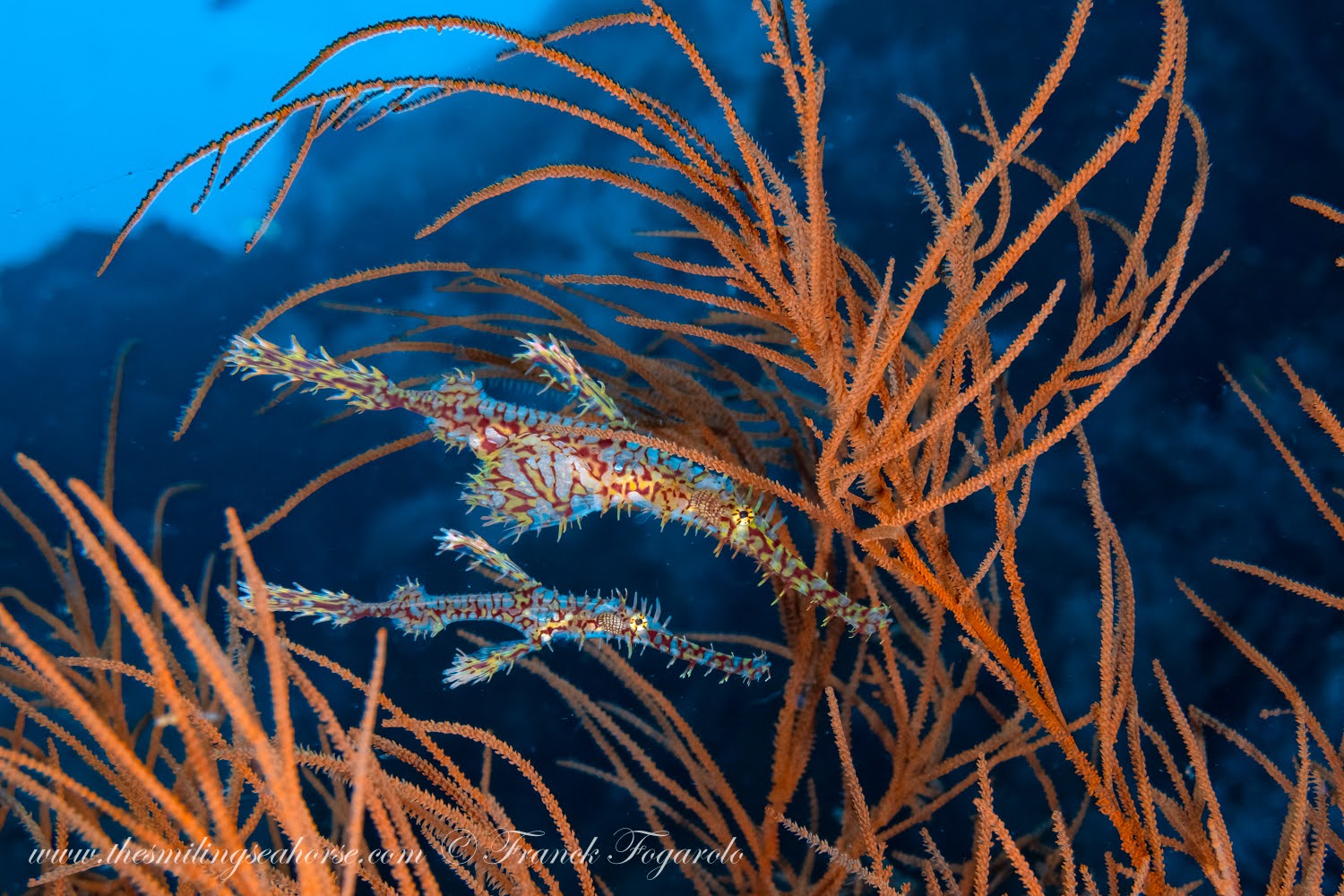 Ornate-Ghostpipefish-sch-1.jpg