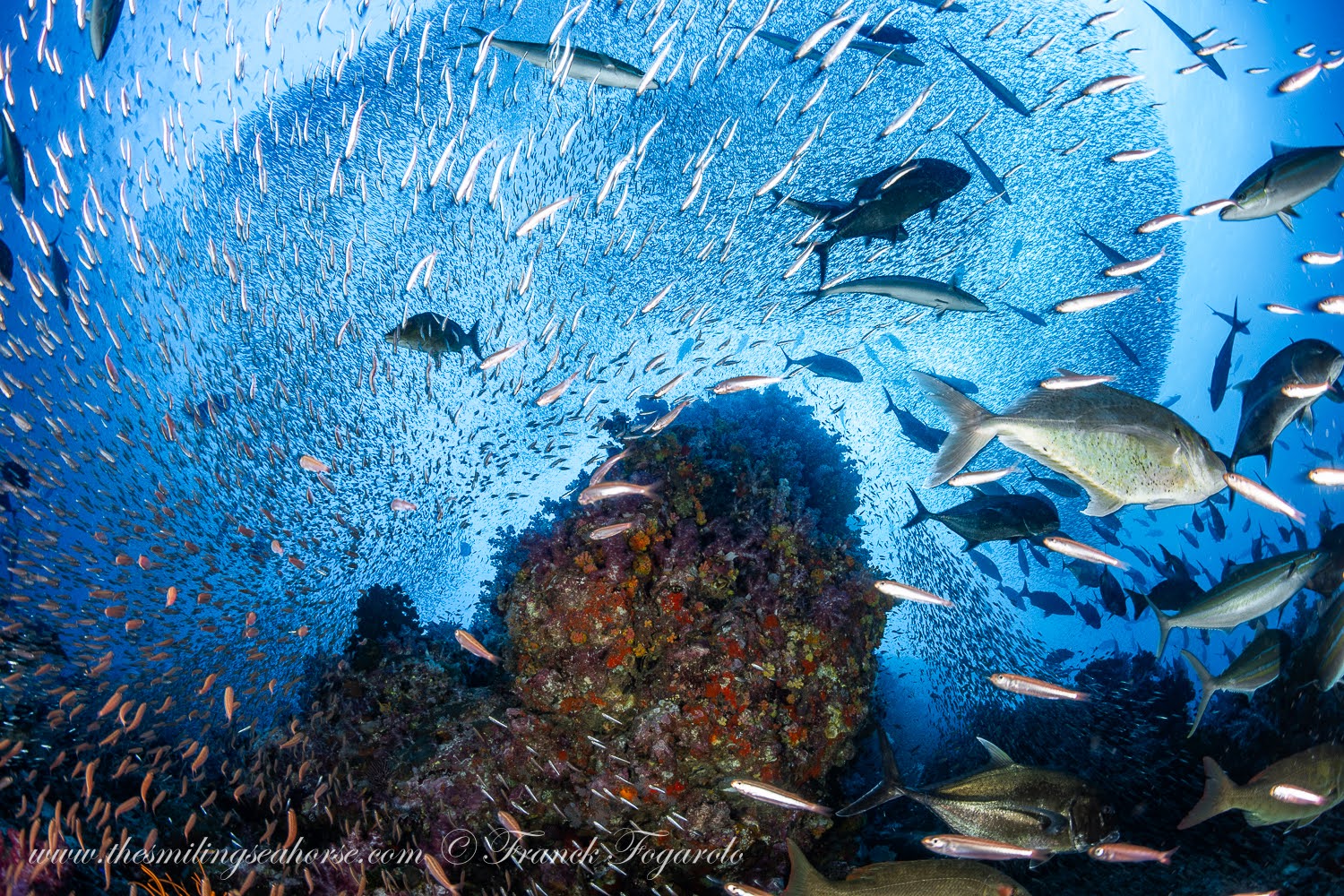 Teeming-Reef-Myanmar-sch.jpg