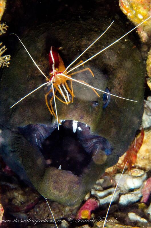 Cleaner shrimp interacting with a moray eel