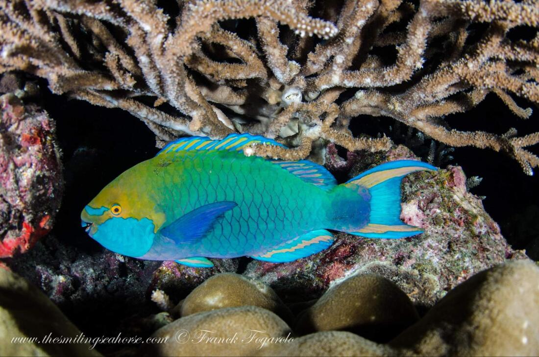 Cleaner shrimp interacting with reef fish in a mutualistic cleaning relationship