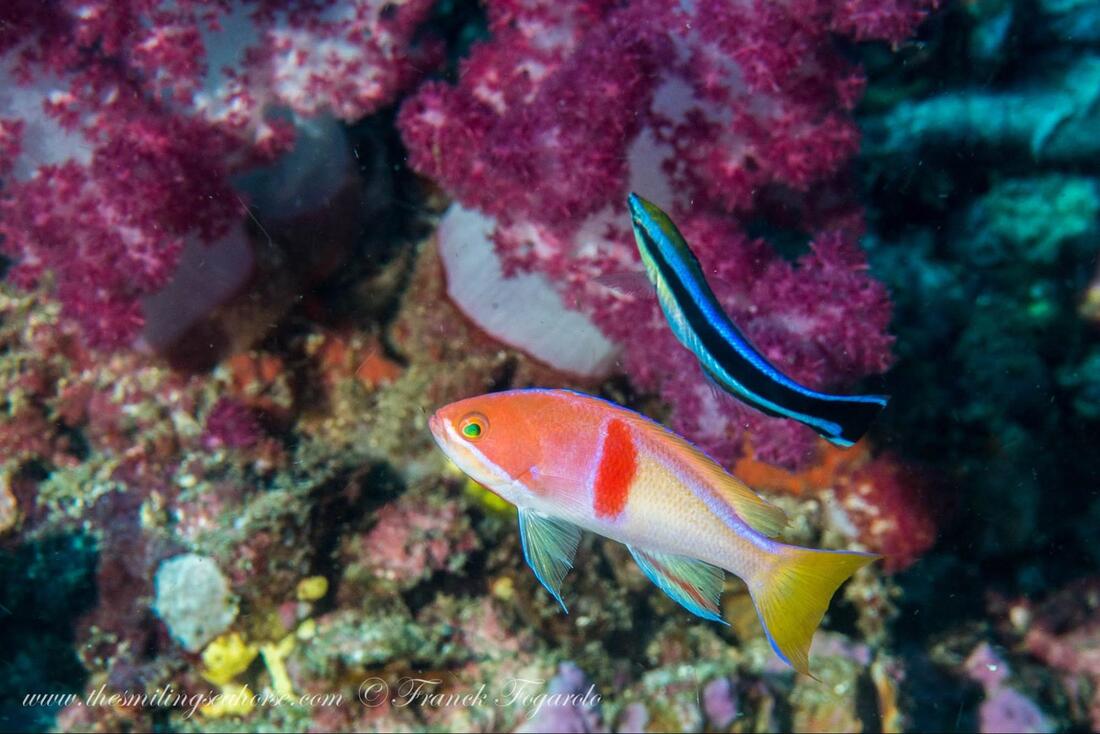 Cleaner wrasse removing parasites from a larger reef fish in a mutualistic relationship