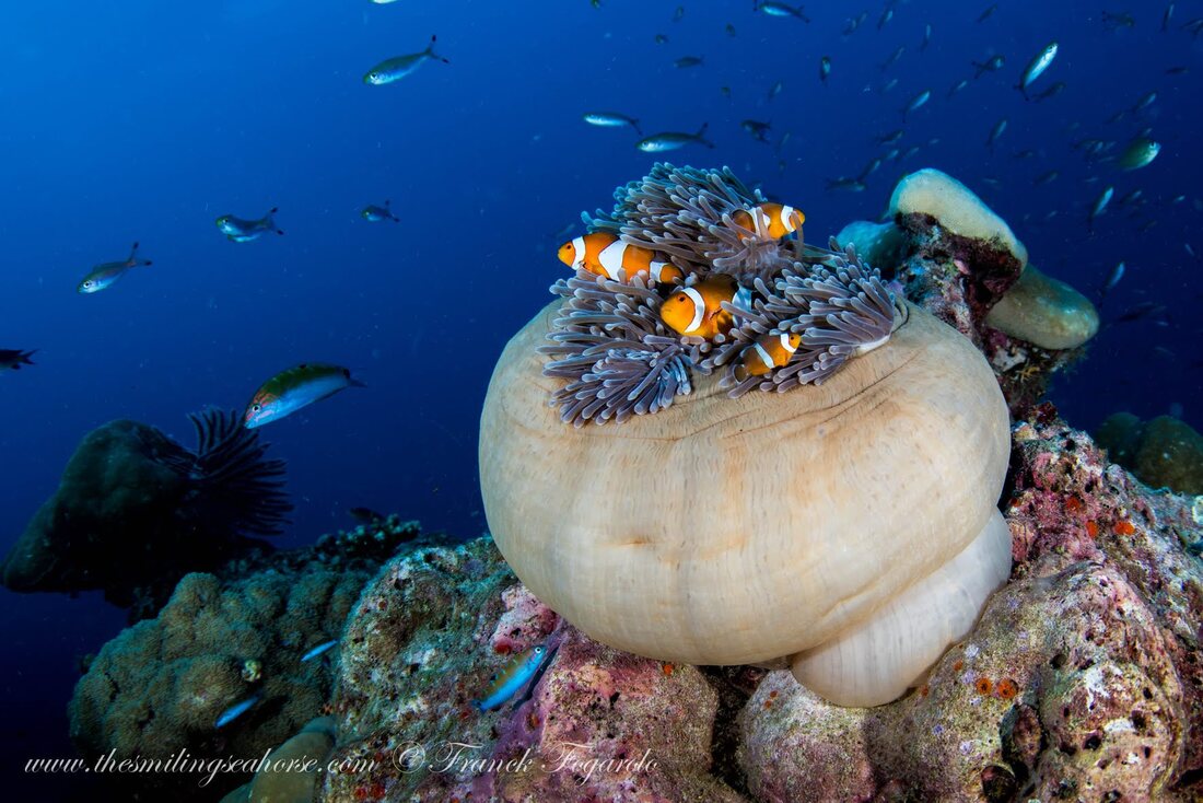 Clownfish and sea anemone living together in a mutualistic relationship