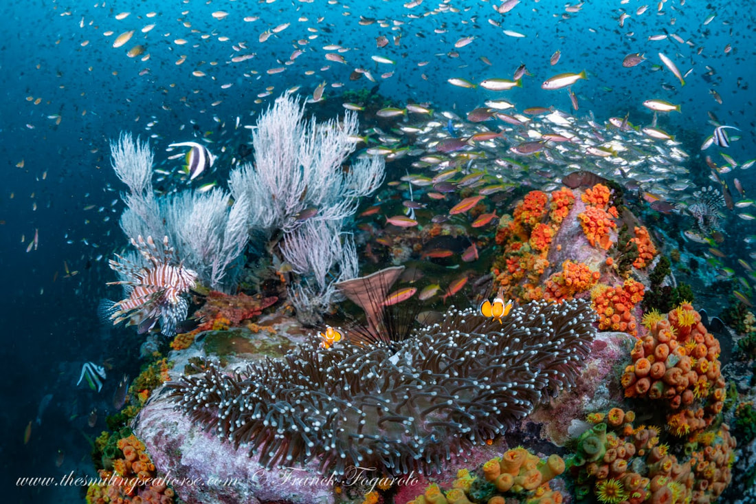 Coral reef supported by the symbiotic relationship between coral and microscopic algae