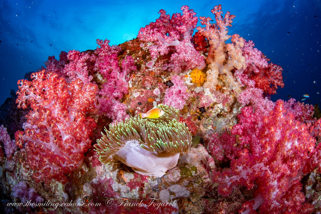 Coral containing symbiotic zooxanthellae algae