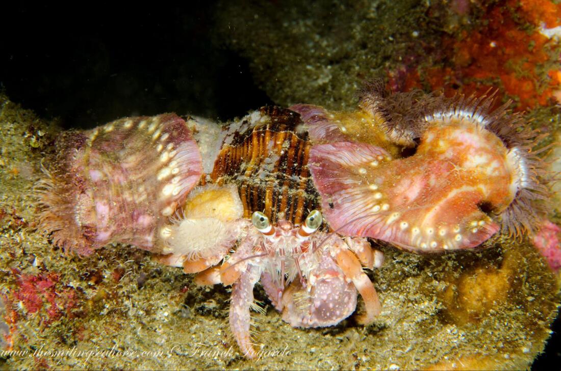 Crab carrying sea anemones as a defensive strategy