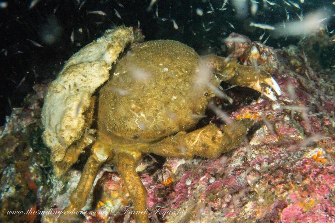 Decorator crab with sponge attached to its shell for camouflage
