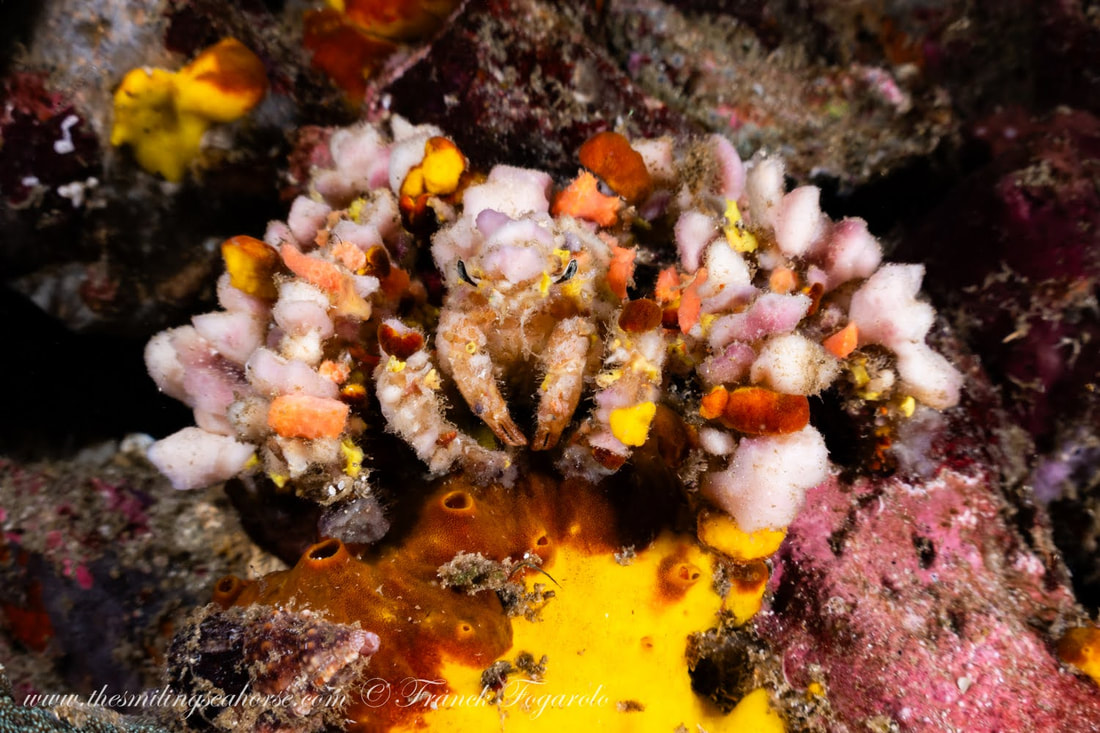 Decorator crab camouflaged with sponge on the seafloor
