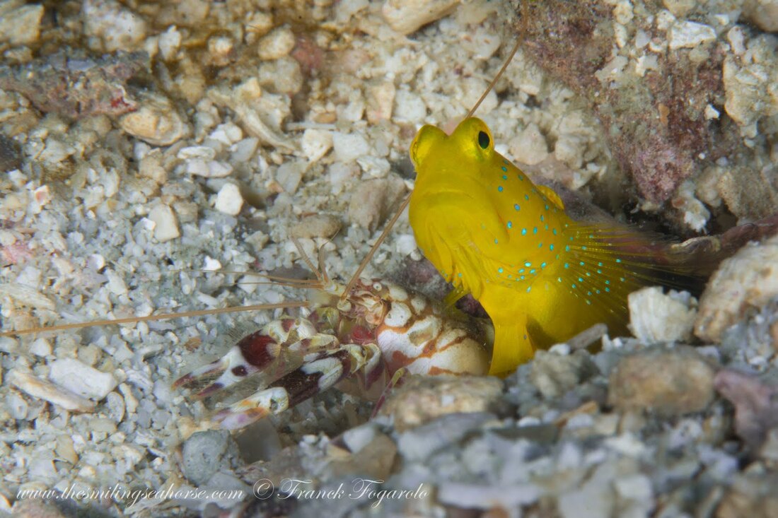 Goby and pistol shrimp together beside their shared burrow