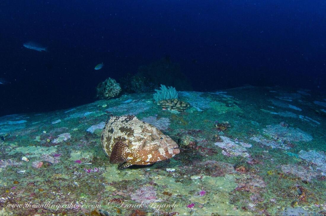 Grouper and moray eel hunting cooperatively on a coral reef
