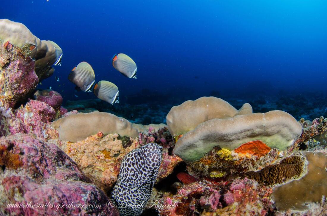 Grouper and moray eel cooperating while hunting on a tropical reef