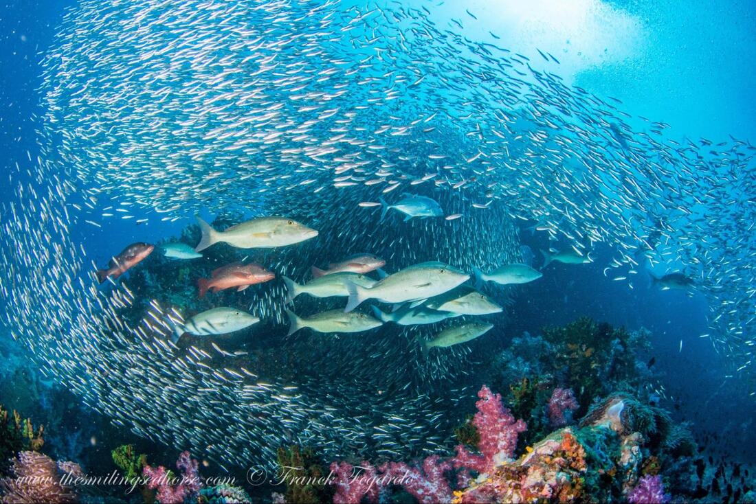 Marine species interacting within a coral reef ecosystem