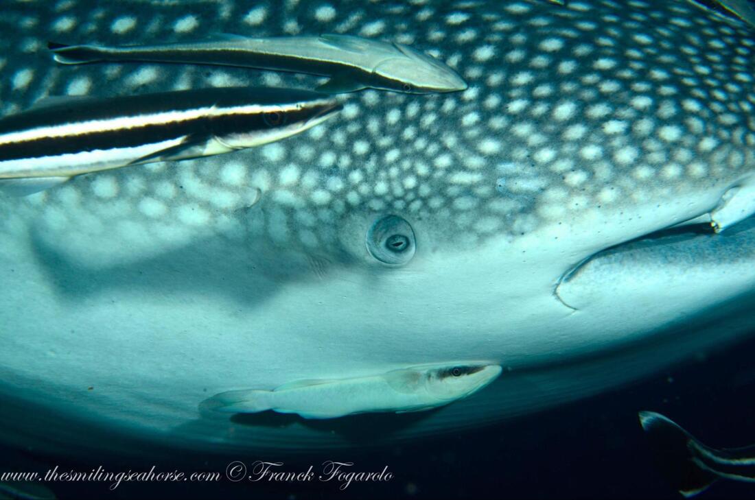 Marine parasite attached to a fish demonstrating parasitism in the ocean
