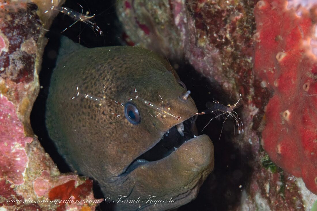 Marine species demonstrating symbiotic relationships on a coral reef
