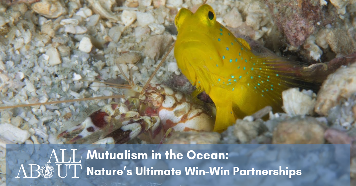 Mutualism in the Ocean: How Marine Species Help Each Other Survive