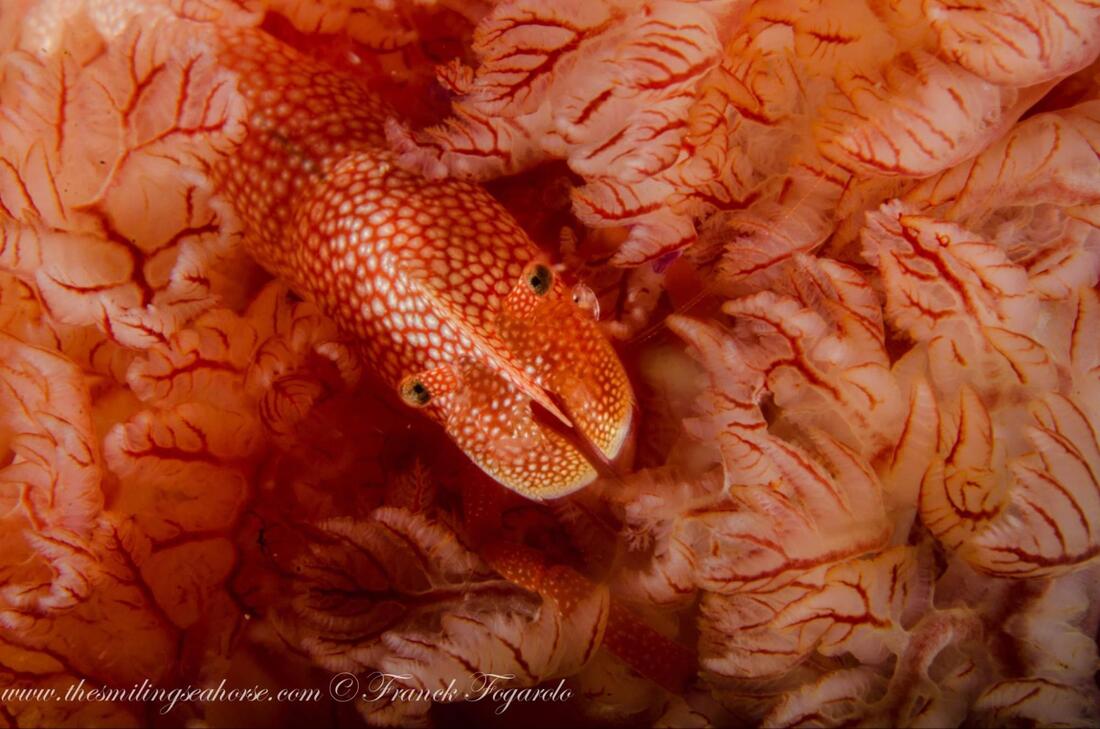 Partner shrimp living on a Spanish dancer host