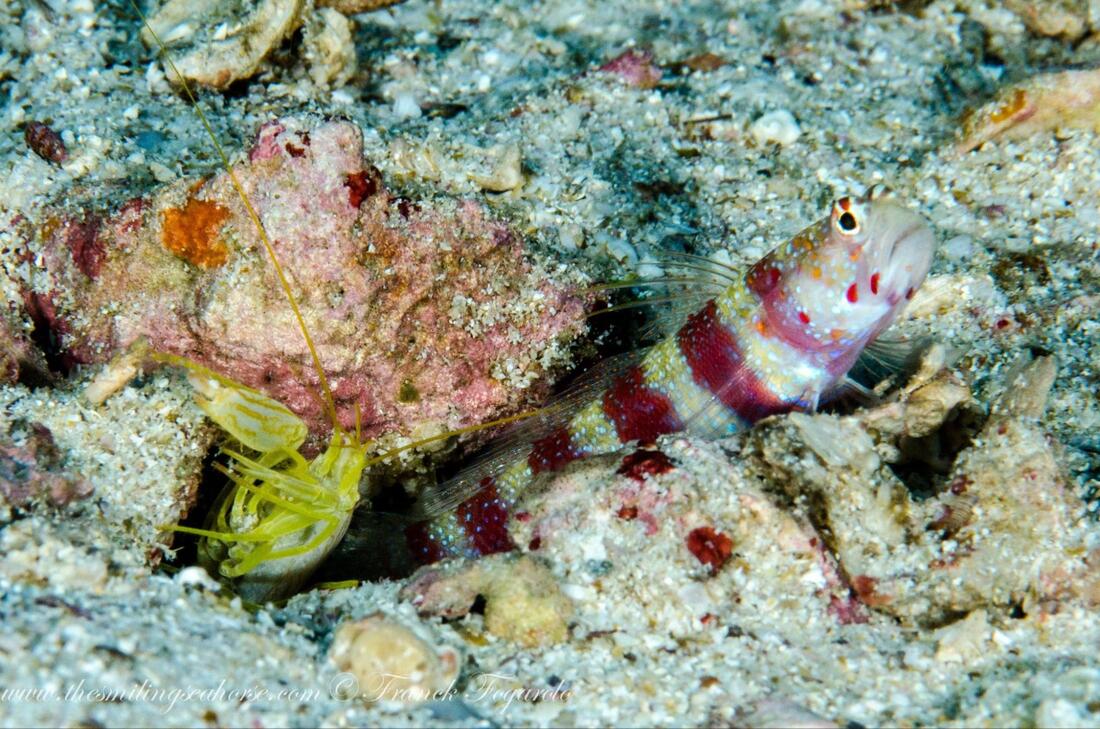 Pistol shrimp and goby sharing a burrow in a mutualistic relationship