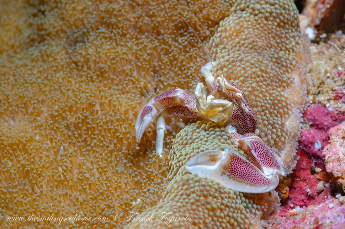 Porcelain crab living in close association with a sea anemone