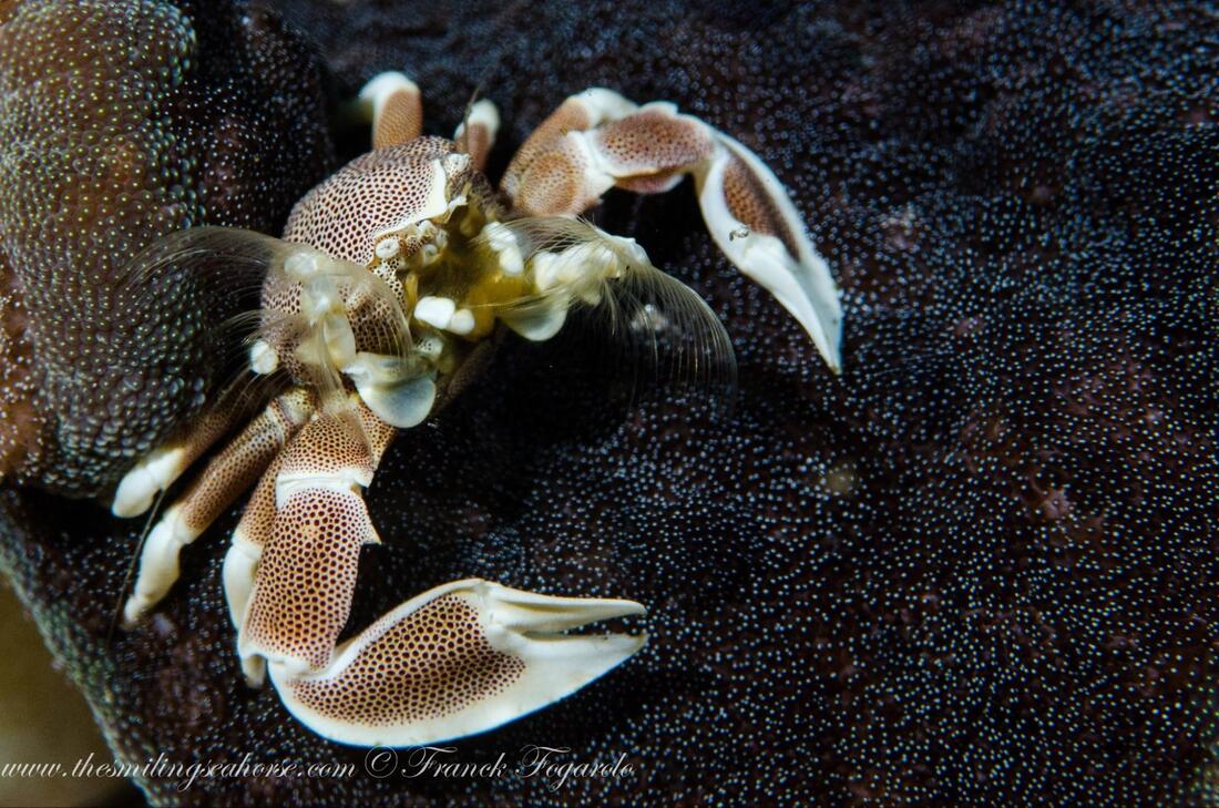 Porcelain crab sheltered among sea anemone tentacles