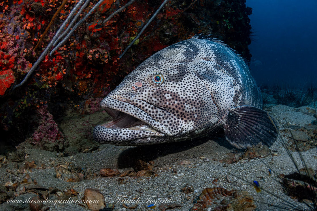 Marine species interacting within a diverse reef ecosystem