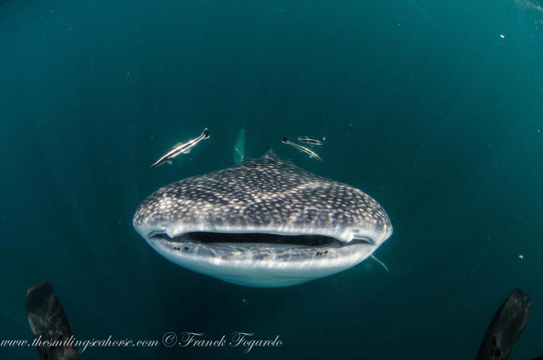 Parasitic copepod observed on a whale shark