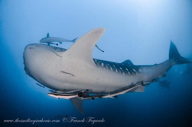 Whale shark accompanied by remoras in a marine symbiotic relationship